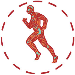 Fitrehabhr Funkcionalna dijagnostika ikona