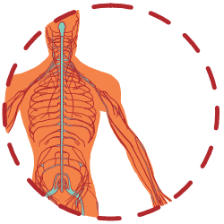 Ikonica Clinical neuromobilisation